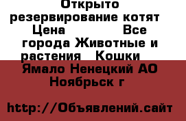 Открыто резервирование котят › Цена ­ 15 000 - Все города Животные и растения » Кошки   . Ямало-Ненецкий АО,Ноябрьск г.